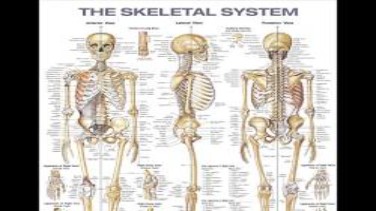 Human Anatomy & Physiology Lab